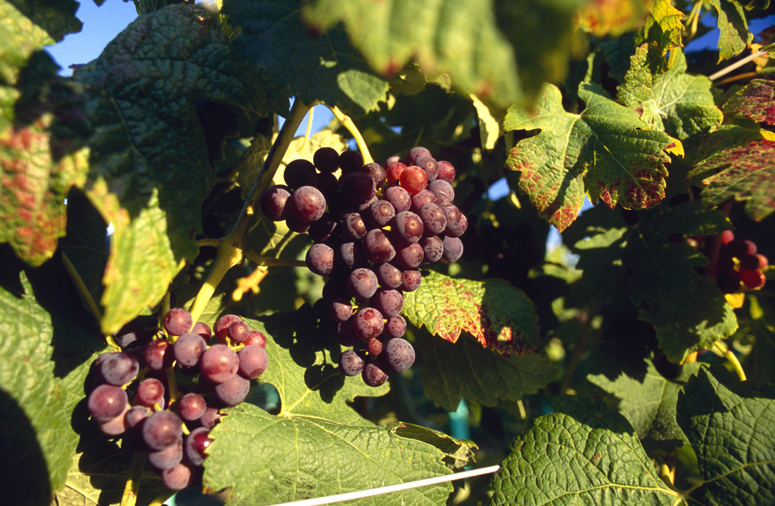 20220623-154153VFR-06-Bookers-Vineyard-Red-Grapes